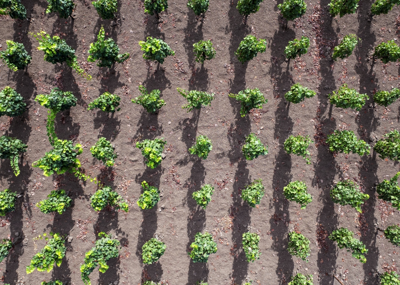 Alberello (Bush Vine) viticulture in Lipari